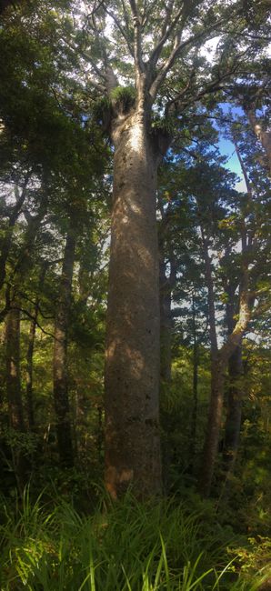 Kauri Tree in Puketi Forest