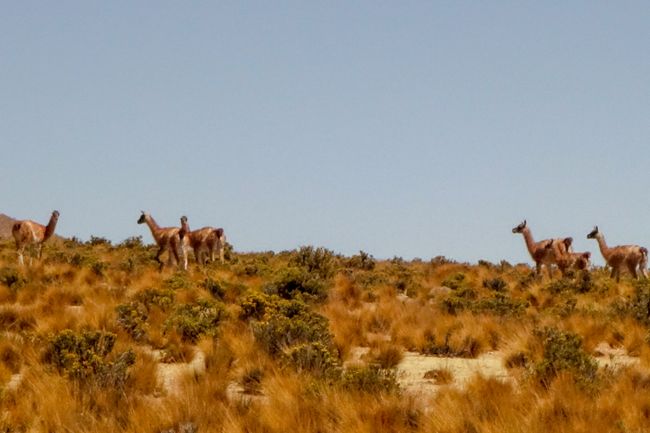 Und dann ließen sich tatsächlich noch ein paar Guanacos blicken. Die Verwandten von Alpaca, Lama und Vikunya sind nur sehr selten zu sehen. 
