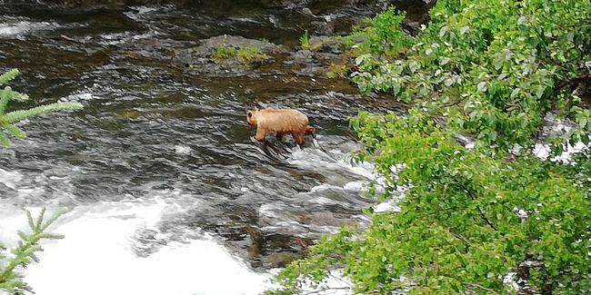 Harding Icefieldhike _ bear creek hikes _ Kenai city