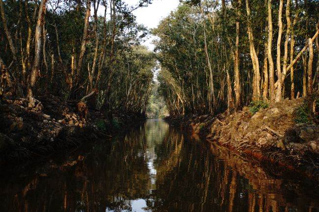 Ein stiller Kanal im Mangrovenwald