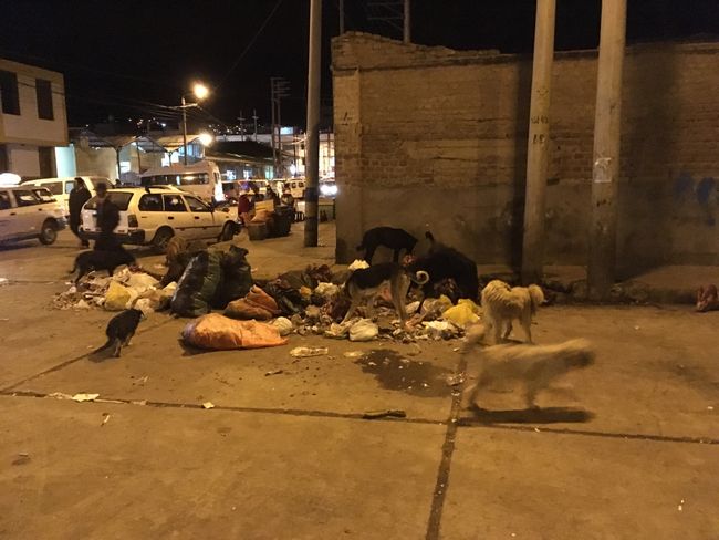 Street dogs eating at night