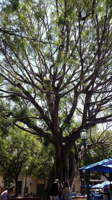 Baum bei der Main Plaza von "San Telmo" - BA