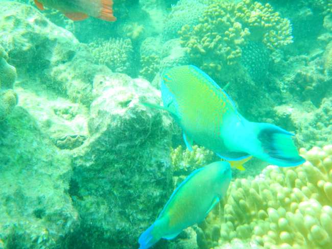 Cairns & Great Barrier Reef