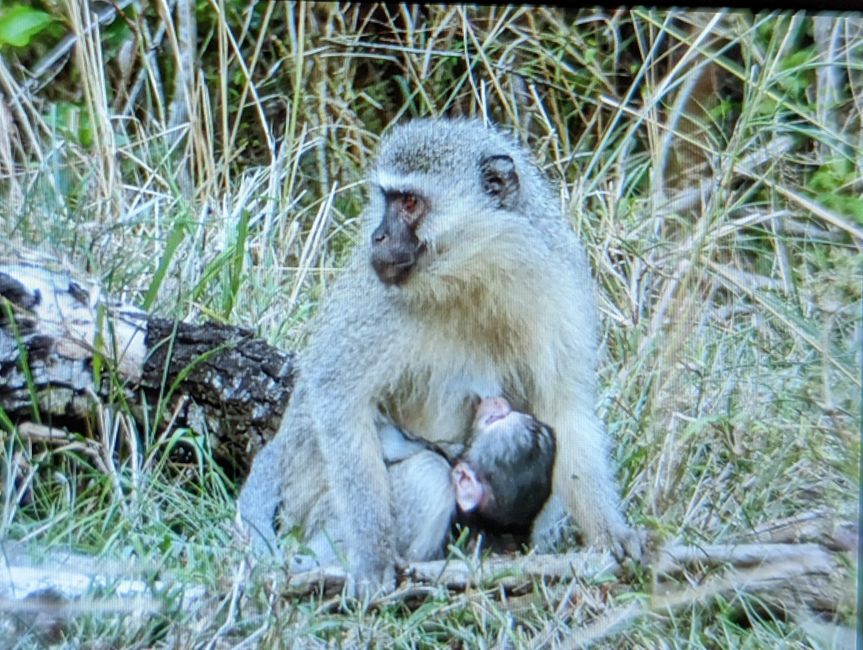 Hluhluwe-Imfolozi-Nationalparks