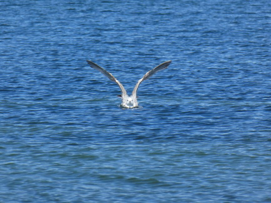 Seagull approaching