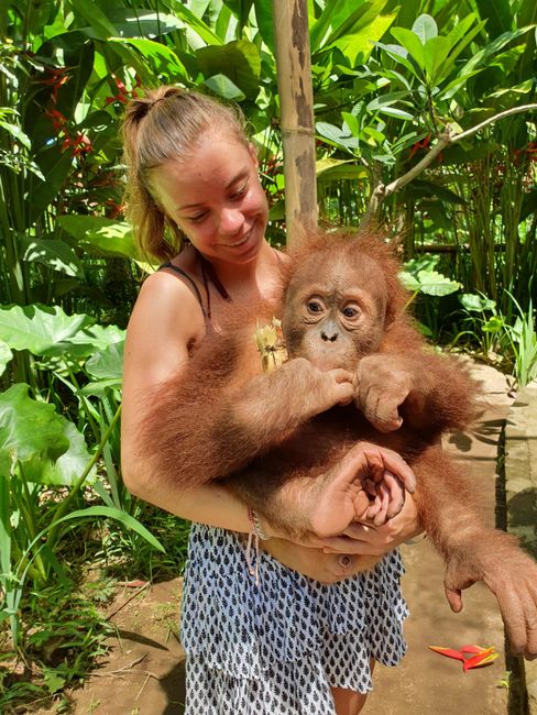 Orangutanbaby
