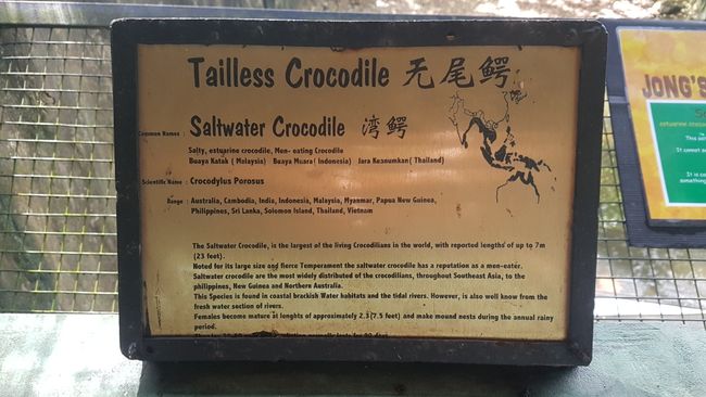 The tailless crocodile (next picture). 
