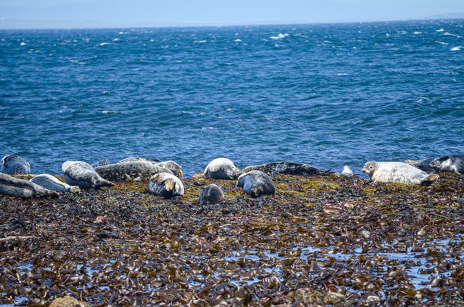 Tag 74 - Seals, Dunnet Head and many impressions