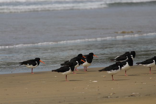 Birds on the beach at Porpoise Bay (the red beak and red eyes looked funny)