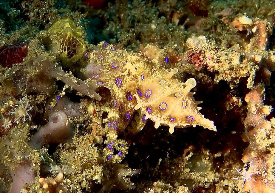The famous blue ringed octopus