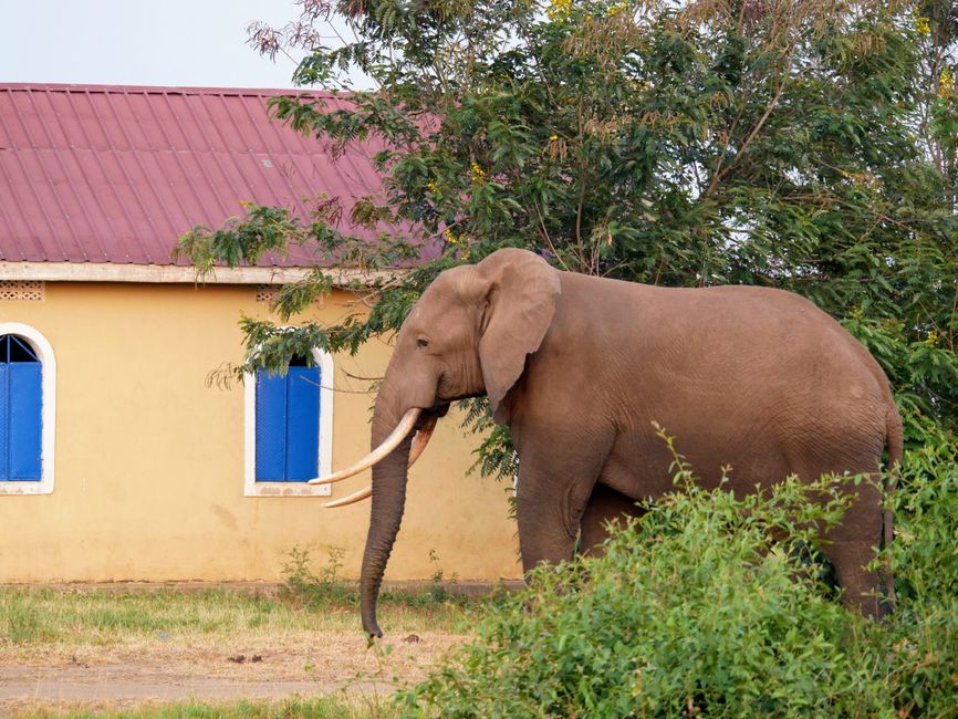Ein Elefant, der zur Kirche geht... (Tag 7)