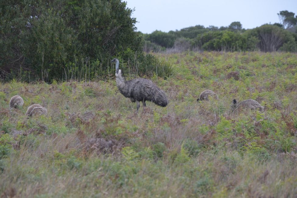 Wilsons Prom Wildlife Track - Emu mit Jungtieren