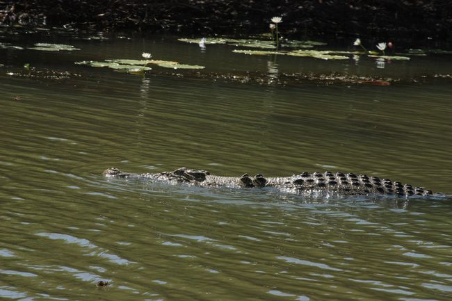Crocodile hunting