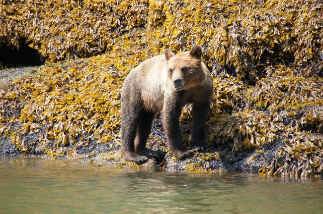 More grizzlies & a black bear - boat tour from Telegraph Cove