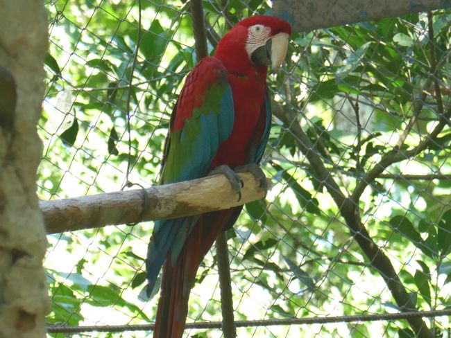 Parrot (GüiráOga rescue center)