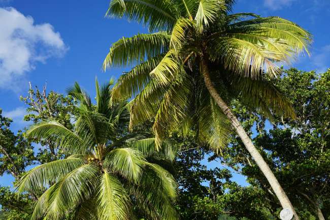 Klein, aber fein: Die Seychellen