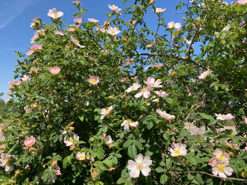 Blooming rose hips (wild roses)