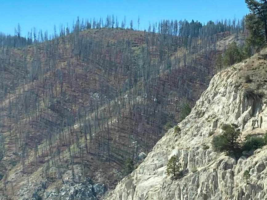 Burnt forests