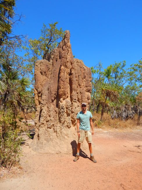 Litchfield NP - Termites
