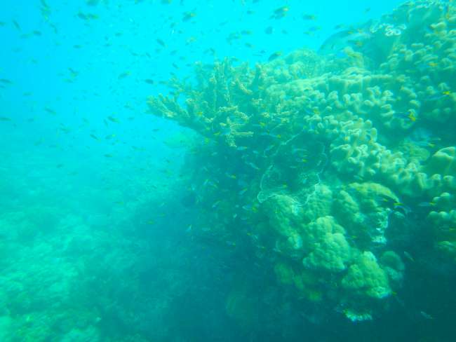Cairns & Great Barrier Reef