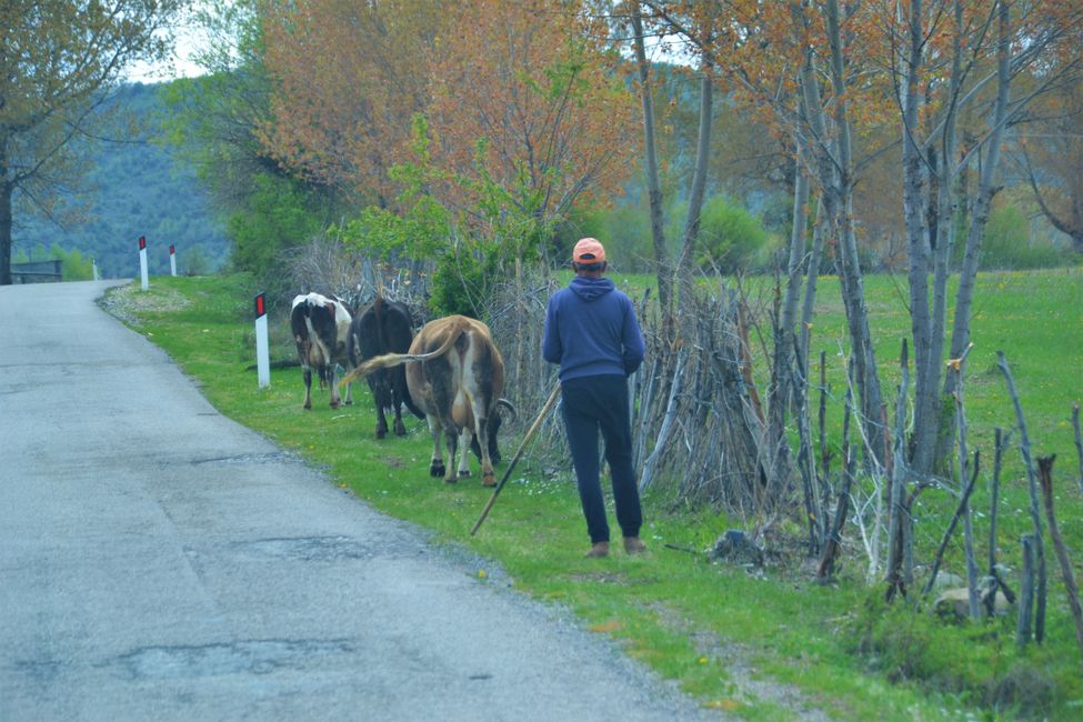 Hirten haben hier in Albanien maximal 3 Kühe. Bei Schafen und Ziegen ist die Anzahl jedoch nicht limitiert.