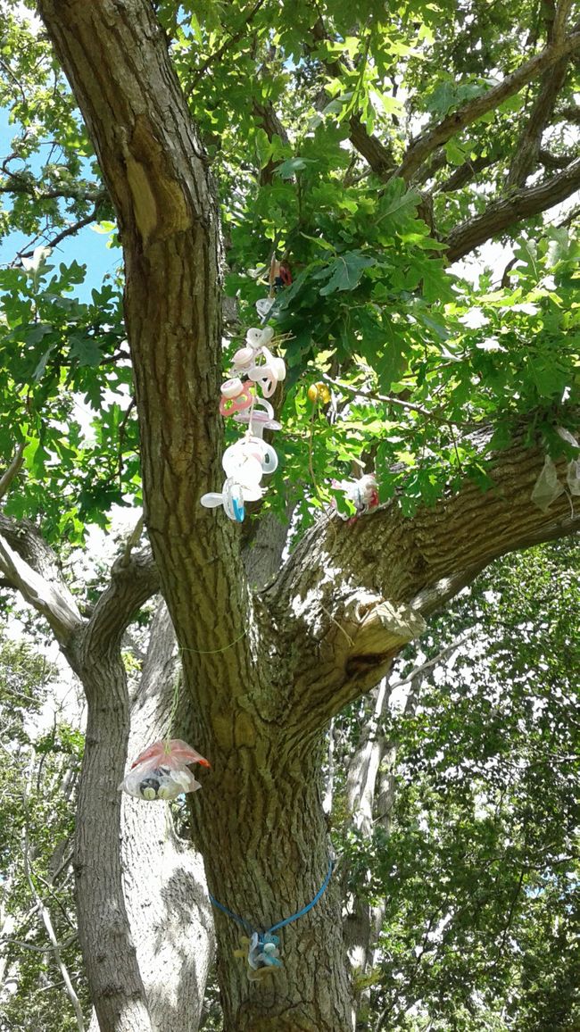 A pacifier tree