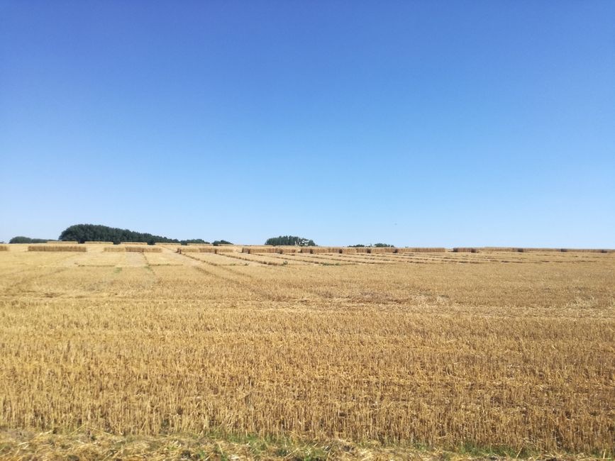 Quadrati di grano invece di cerchi nel grano