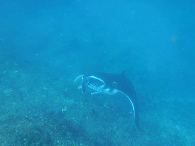 Majestic Mantas, Cooking Class, and Conclusion Indonesia