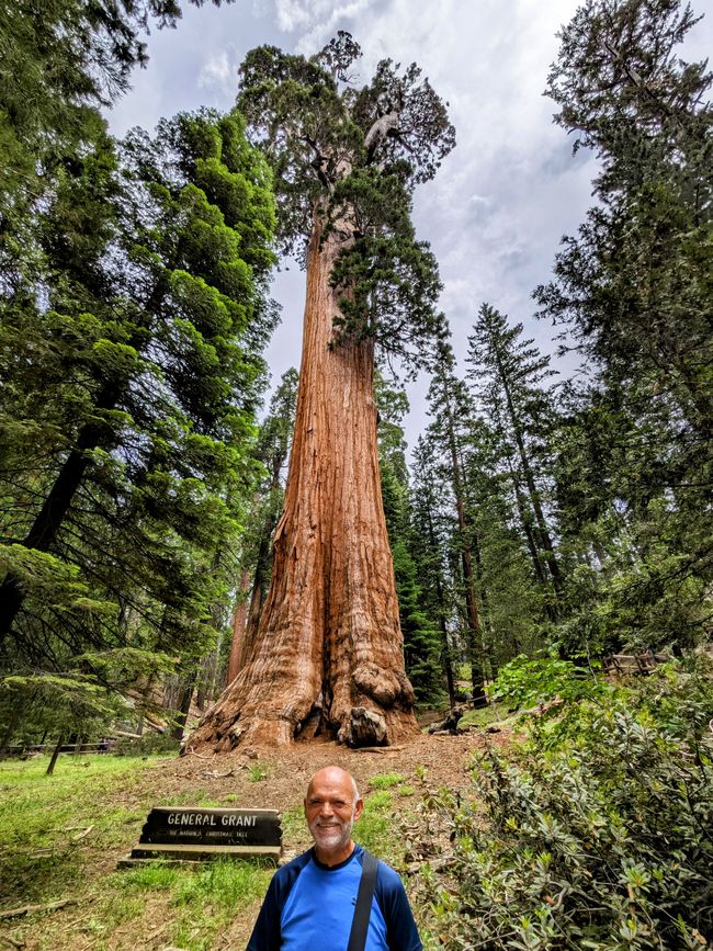 Incontro gigante a Sequoia e Kings Canyon NP / California
