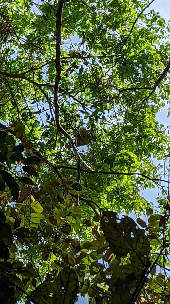 2. Día en la selva amazónica