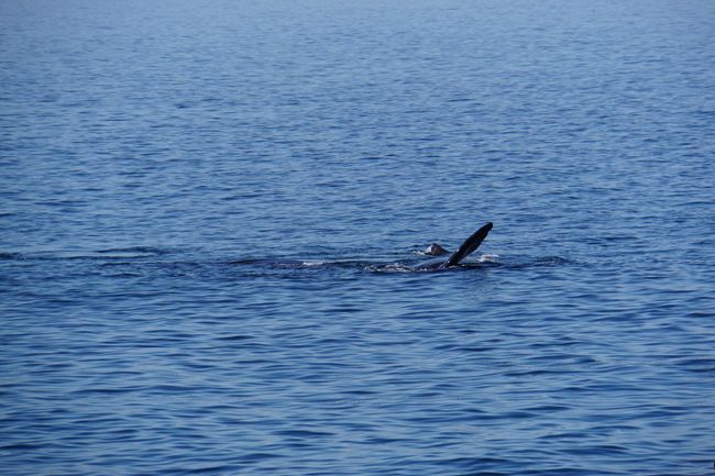 Avvistamenti di balene a Hermanus e pinguini a Betty's Bay