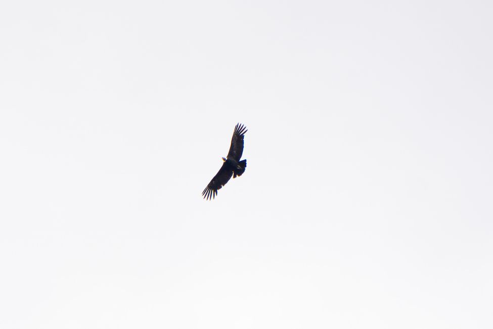 Condor spotted!