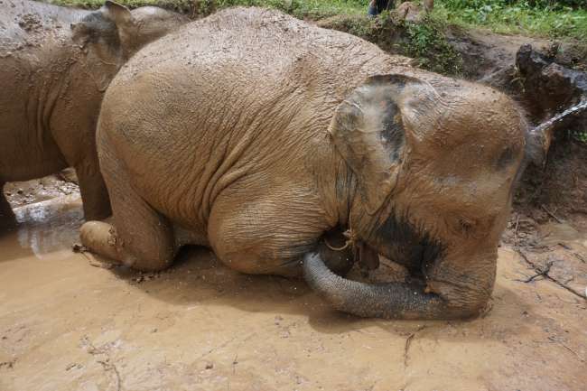 Mud Bath