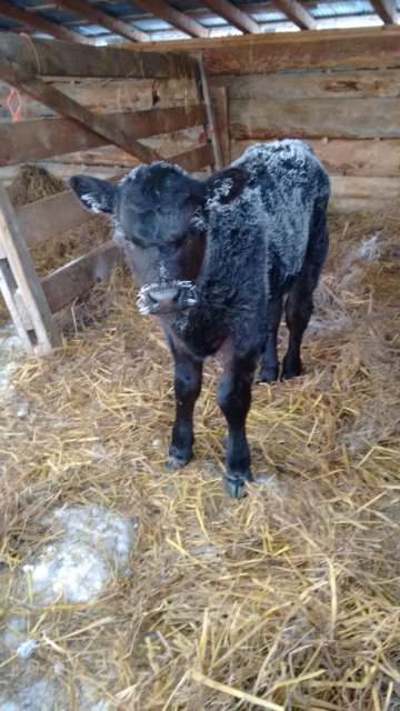 An ice calf ;) It's the first calf and it's not cold anymore.