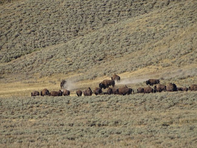 Auf unserer Reise durch den Yellowstone durften wir auch einige Büffelherden in freier Wildbahn beobachten.