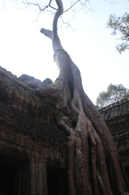 Siem Reap, Angkor, Tonle Sap