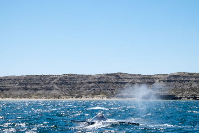 Puerto Madryn - Whales, Penguins, and Sea Elephants in the Wild