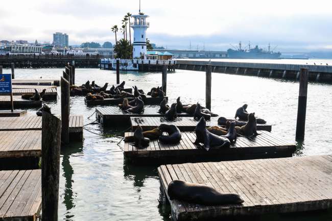 We found only a few sea lions this evening at Pier 39.