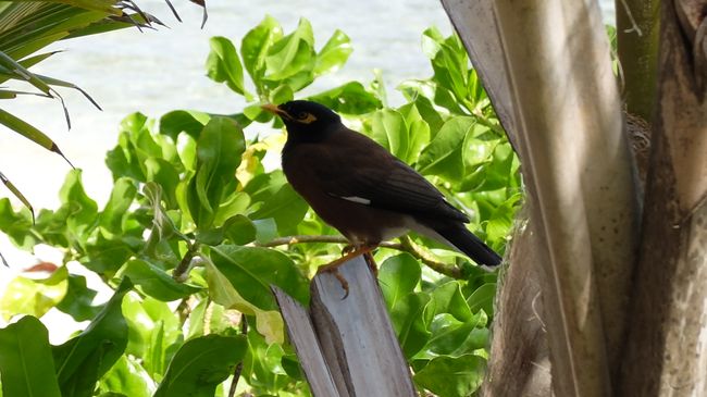 Rarotonga