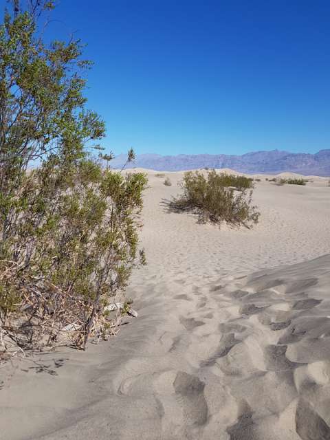 Stovepipe Dunes