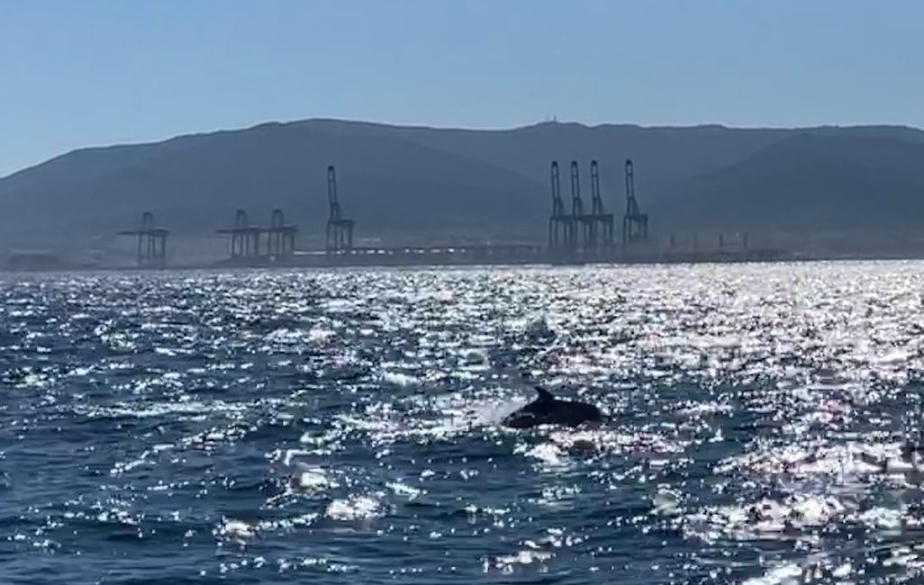 Gibraltar- sava leh dolphin inkar