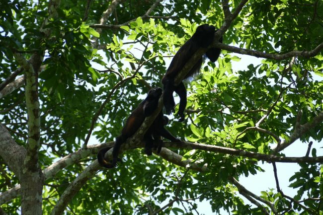 Howler monkeys... small monkeys, but they can make a lot of noise. It sounds like a giant dog barking.