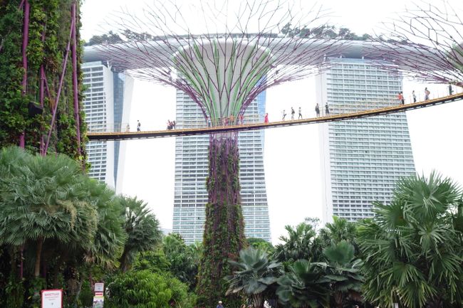 Supertrees / Marina Bay Sands