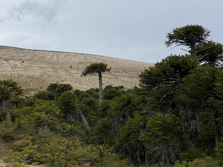 Die heiligen Mapuchebäume