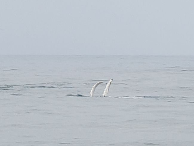 Наблюдение на китове в Монтерей и 17-Mile-Drive