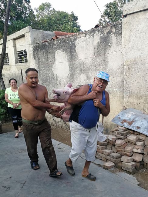 Zu Silvester gehört in Kuba immer ein Spanferkel. Hier im Bild Yumis Onkel und ihr Grossvater, der die arme Sau nach Hause schleppt.