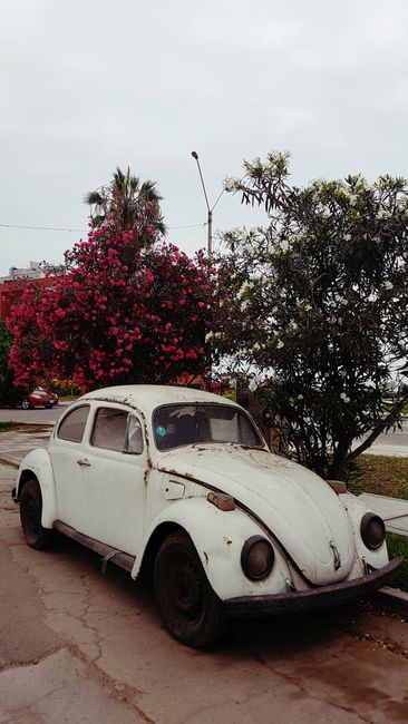 VW Beetle seen everywhere in Peru