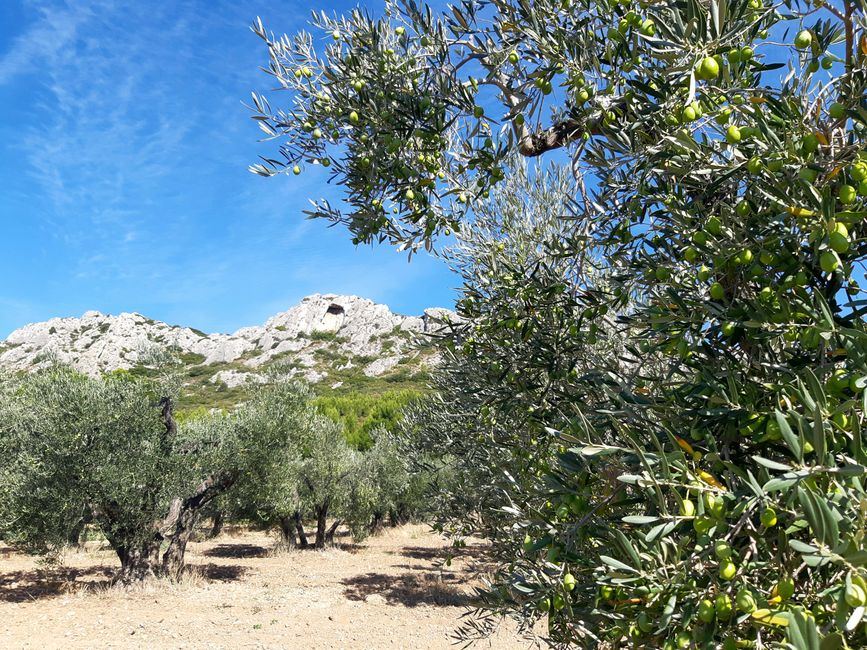 Oliven in den Alpilles