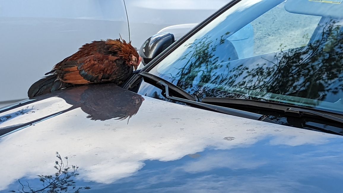Ein schlafendes Huhn auf unserem Auto