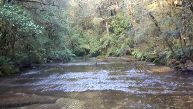 Johnston's Creek
